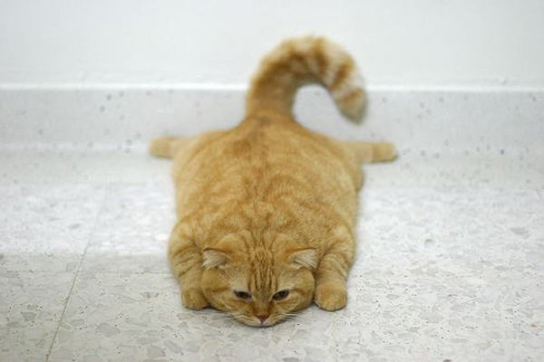 This is a really fat o.. Animals - Dogs, Cats - 